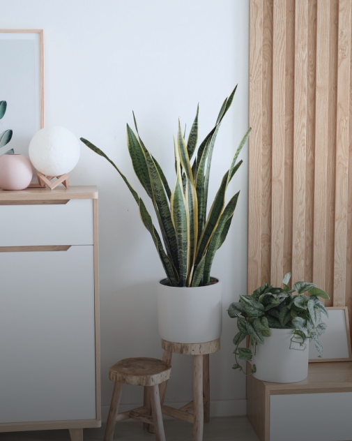 living decoration